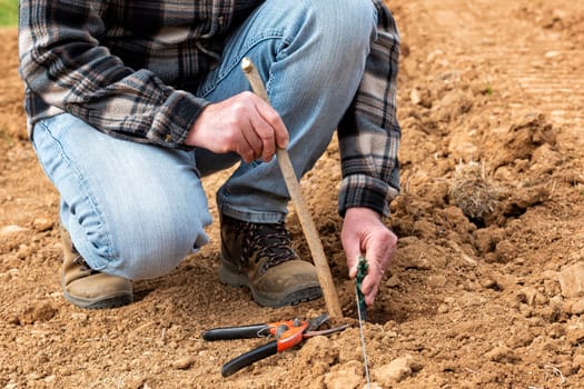 Farmer in the new vineyard prepares and plants the new vine seedlings in the ground. Agricultural industry, winery.