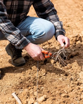 Farmer in the new vineyard prepares and plants the new vine seedlings in the ground. Agricultural industry, winery.
