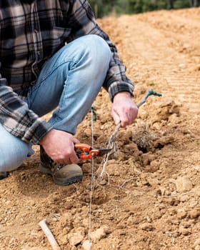 Farmer in the new vineyard prepares and plants the new vine seedlings in the ground. Agricultural industry, winery.