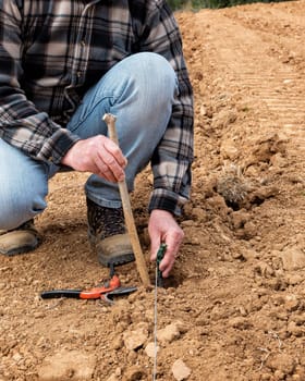 Farmer in the new vineyard prepares and plants the new vine seedlings in the ground. Agricultural industry, winery.
