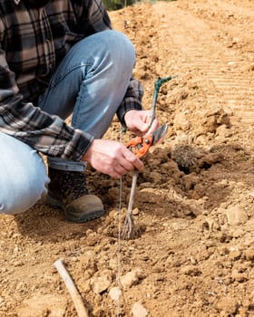 Farmer in the new vineyard prepares and plants the new vine seedlings in the ground. Agricultural industry, winery.