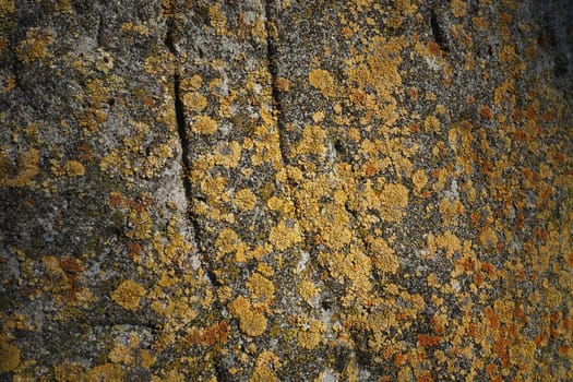 Red orange yellow brown lichen covers the surface of the bark of a walnut tree, close-up. The texture of the bark and growths. Natural symbiosis and parasitism. Ecobiome and forest ecosystem