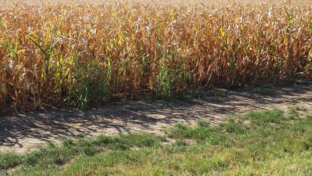 Sugar maize, also maize Zea may, an annual herbaceous cultivated plant, the only cultivated representative of the genus Zea maize of the Poaceae Cereals family. Cornfield. Harvest in autumn