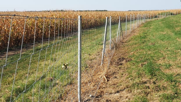 Sugar maize, maize Zea may, annual herbaceous cultivated plant, the only cultivated representative of the genus Zea maize of the Poaceae Cereals family. A cornfield. Harvest in autumn. Metal fencing.