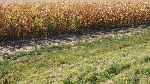 Sugar maize, also maize Zea may, an annual herbaceous cultivated plant, the only cultivated representative of the genus Zea maize of the Poaceae Cereals family. Cornfield. Harvest in autumn