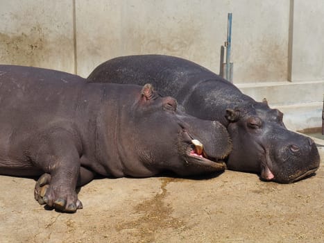 Hippos lie and sleep. Male and female hippos, married couple. The animal has bared its fangs and drool during sleep. Hippos bask in the sun. The drenched wall. Zoo Belgrade, Serbia