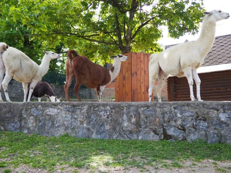 The lama in the zoo. Lama Lama glama is a South American mammal from the camelid family, domesticated by the Andes Indians. Tamed in the Central Andes. Played a critical role in Inca pastoralism.