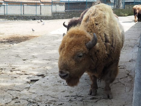 Bison, or American bison, is a species of cloven-hoofed mammals from the tribe of bulls of the bovine family. Bison breathes, blinks and wiggles his ears.