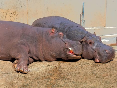 Hippos lie and sleep. Male and female hippos, married couple. The animal has bared its fangs and drool during sleep. Hippos bask in the sun. The drenched wall. Zoo Belgrade, Serbia