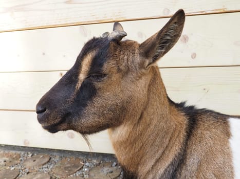 a brown goat with white spots, small horns and half-closed eyes. Zoo animal.