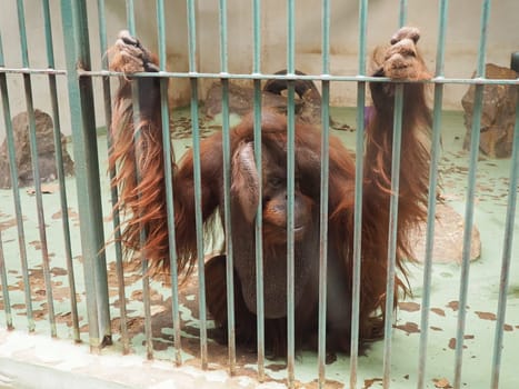 sad orangutan behind bars. Orangutans, orang utan - forest man, Pongo - genus of arboreal apes, one of the closest to humans in DNA homology.