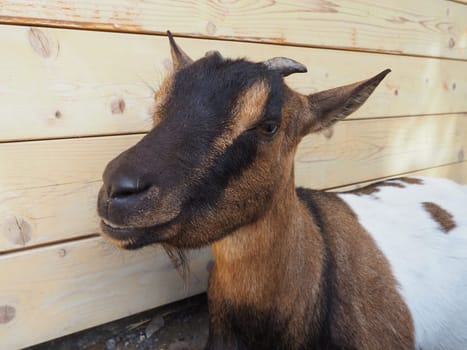 a brown goat with white spots, small horns and half-closed eyes. Zoo animal.