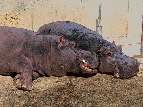 Hippos lie and sleep. Male and female hippos, married couple. The animal has bared its fangs and drool during sleep. Hippos bask in the sun. The drenched wall. Zoo Belgrade, Serbia