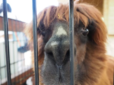 Alpaca, alpac Vicugna pacos is a domestic callous animal, descended from vicuna or vigoni. Animal with thick brown fur shows teeth and gnaws at the fence.
