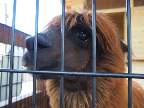 Alpaca, alpac Vicugna pacos is a domestic callous animal, descended from vicuna or vigoni. Animal with thick brown fur shows teeth and gnaws at the fence.