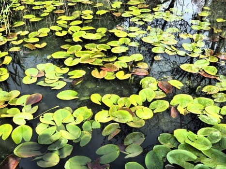 Water lily leaves, known as lily pads. Large cracked and yellow leaves of an aquatic plant on the surface of a pond or swamp. Water lily, or Nymphaean Nymphaeaceae - family of flowering plants.