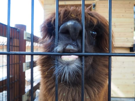 Alpaca, alpac Vicugna pacos is a domestic callous animal, descended from vicuna or vigoni. Animal with thick brown fur shows teeth and gnaws at the fence.