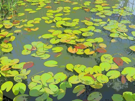 Water lily leaves, known as lily pads. Large cracked and yellow leaves of an aquatic plant on the surface of a pond or swamp. Water lily, or Nymphaean Nymphaeaceae - family of flowering plants.