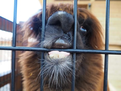 Alpaca, alpac Vicugna pacos is a domestic callous animal, descended from vicuna or vigoni. Animal with thick brown fur shows teeth and gnaws at the fence.