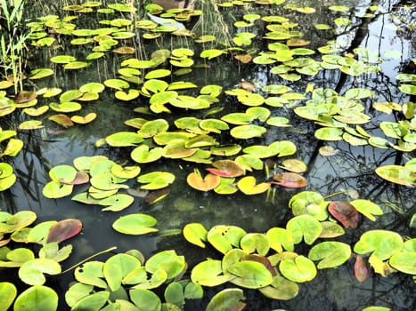 Water lily leaves, known as lily pads. Large cracked and yellow leaves of an aquatic plant on the surface of a pond or swamp. Water lily, or Nymphaean Nymphaeaceae - family of flowering plants.