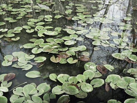 Water lily leaves, known as lily pads. Large cracked and yellow leaves of an aquatic plant on the surface of a pond or swamp. Water lily, or Nymphaean Nymphaeaceae - family of flowering plants.