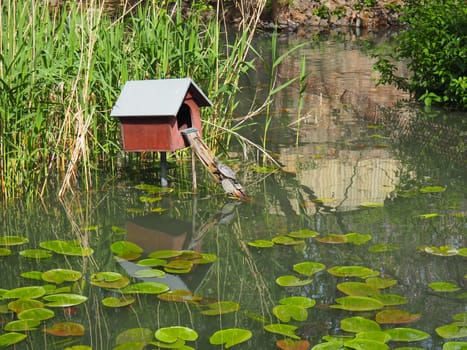 A red-eared turtle with turtles climbs into a wooden house. Pond with water lily leaves. Red-eared freshwater turtle is a subspecies of red-eared turtle from the family of freshwater turtles Emydidae.