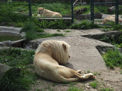 albino white lions rest in the zoo. Lion Panthera leo is a species of carnivorous mammals, one of representatives of the genus Panther, a subfamily of big cats Pantherinae in the feline family Felidae
