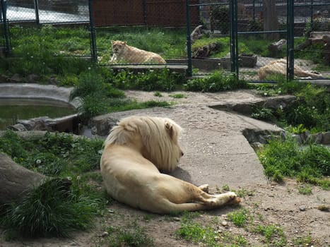 albino white lions rest . Lion Panthera leo is a species of carnivorous mammals, one of representatives of the genus Panther, a subfamily of big cats Pantherinae in the feline family Felidae