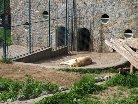 albino white lions rest in the zoo. Lion Panthera leo is a species of carnivorous mammals, one of representatives of the genus Panther, a subfamily of big cats Pantherinae in the feline family Felidae