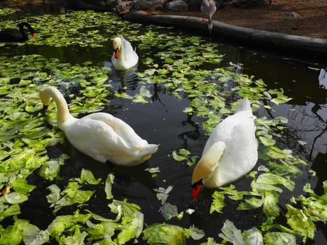 White swan in the water. white swans in a pond eating cabbage and green lettuce. Birds in the zoo