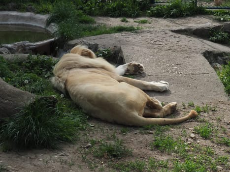 albino white lions rest in the zoo. Lion Panthera leo is a species of carnivorous mammals, one of representatives of the genus Panther, a subfamily of big cats Pantherinae in the feline family Felidae