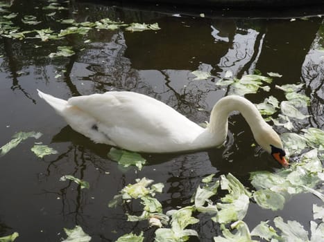 White swan in the water. white swans in a pond eating cabbage and green lettuce. Birds in the zoo