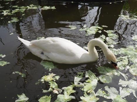 White swan in the water. white swans in a pond eating cabbage and green lettuce. Birds in the zoo