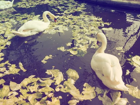 White swan in the water. white swans in a pond eating cabbage and green lettuce. Birds in the zoo