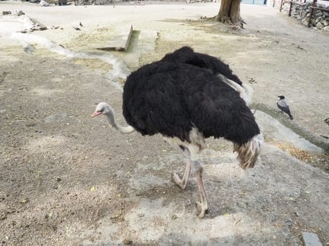 African Masai ostrich. An ostrich with black feathering on its wings and a gray neck is looking for something edible on the sand.