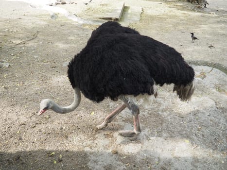 African Masai ostrich. An ostrich with black feathering on its wings and a gray neck is looking for something edible on the sand.