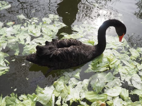 black swan in the pond eats cabbage and green salad leaves. Bird swan in the zoo.