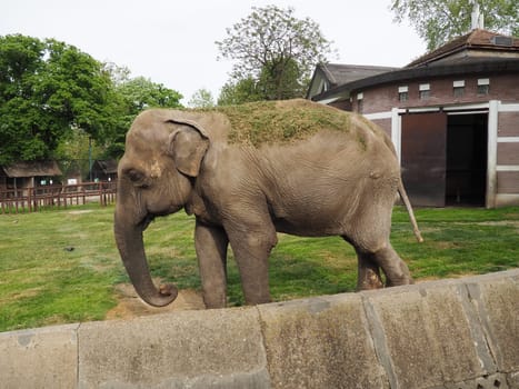 The Asian elephant, or Indian elephant, Elephas maximus is a mammal of the Proboscis order, a genus of Asian elephants Elephas and one of three modern species of the elephant family. Elephant walks.