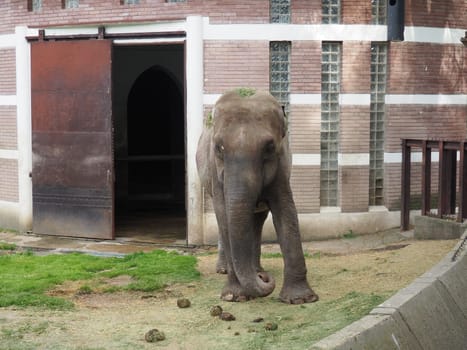 The Asian elephant, or Indian elephant, Elephas maximus is a mammal of the Proboscis order, a genus of Asian elephants Elephas and one of three modern species of the elephant family. Elephant walks.