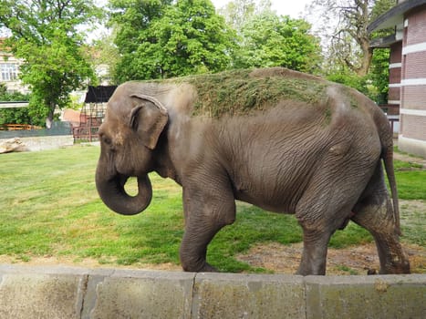 The Asian elephant, or Indian elephant, Elephas maximus is a mammal of the Proboscis order, a genus of Asian elephants Elephas and one of three modern species of the elephant family. Elephant walks.