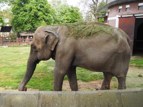 The Asian elephant, or Indian elephant, Elephas maximus is a mammal of the Proboscis order, a genus of Asian elephants Elephas and one of three modern species of the elephant family. Elephant walks.