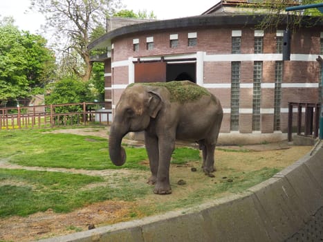 The Asian elephant, or Indian elephant, Elephas maximus is a mammal of the Proboscis order, a genus of Asian elephants Elephas and one of three modern species of the elephant family. Elephant walks.