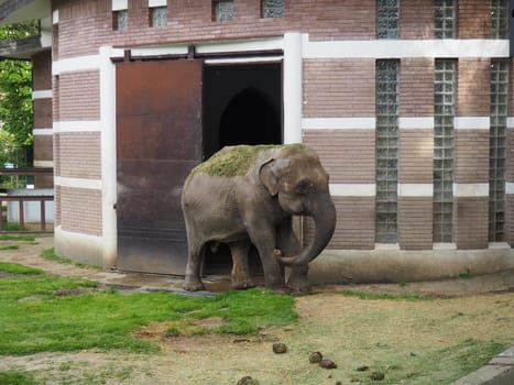 The Asian elephant, or Indian elephant, Elephas maximus is a mammal of the Proboscis order, a genus of Asian elephants Elephas and one of three modern species of the elephant family. Elephant walks.
