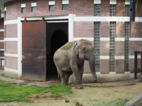 The Asian elephant, or Indian elephant, Elephas maximus is a mammal of the Proboscis order, a genus of Asian elephants Elephas and one of three modern species of the elephant family. Elephant walks.