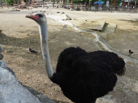African Masai ostrich. The ostrich proudly looks to the side