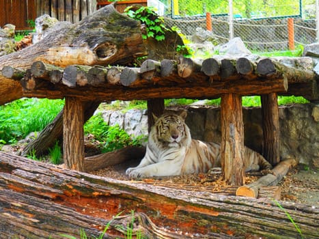 Bengal tiger, Panthera tigris tigris or Panthera tigris bengalensis. Albino mutation - white tiger. The animal is resting in the zoo. The tiger holds its head proudly. Portrait of a Royal Bengal tiger.