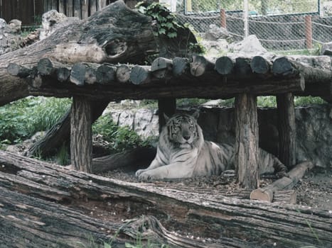 Bengal tiger, Panthera tigris tigris or Panthera tigris bengalensis. Albino mutation - white tiger. The animal is resting in the zoo. The tiger holds its head proudly. Portrait of a Royal Bengal tiger.
