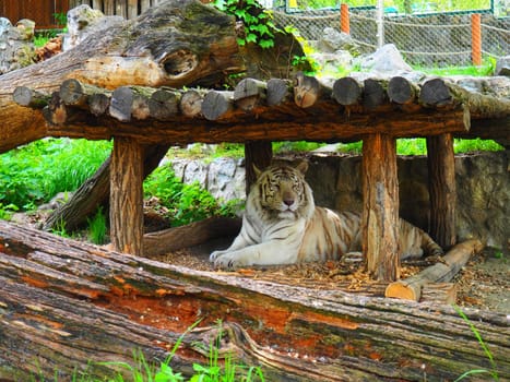 Bengal tiger, Panthera tigris tigris or Panthera tigris bengalensis. Albino mutation - white tiger. The animal is resting. The tiger holds its head proudly. Portrait of a Royal Bengal tiger.