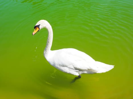 A white swan floats on green water. Waterfowl on the surface of the water. Stanisici, Bijelina, Bosnia and Herzegovina. Fauna of Europe and the Balkans