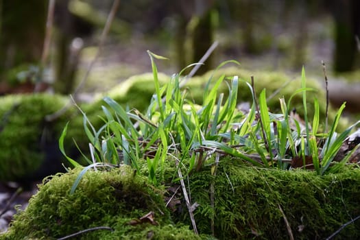 Grasses and moss in the morning sun on the forest